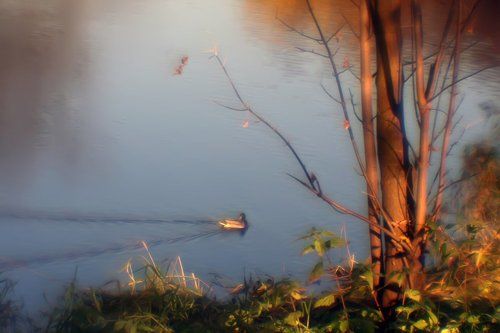 Осенняя в золоте фото-раскраска... Про серую уточку добрая сказка...