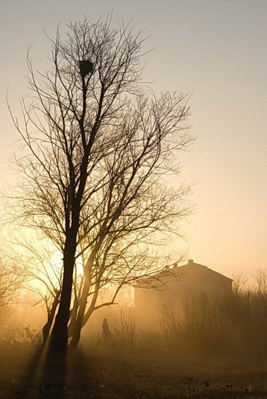 Утренний туман фото превью