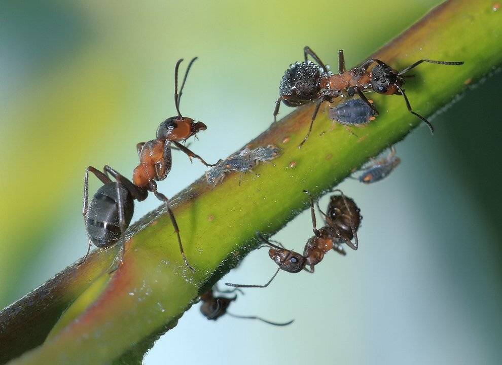 лето, муравьи, тля, Олег Сурьянинов