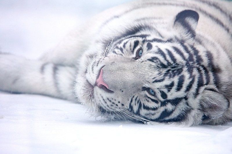 Гламурный тигра... фото превью