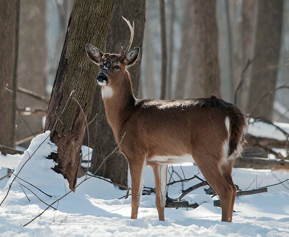 олени, лес, Pavel