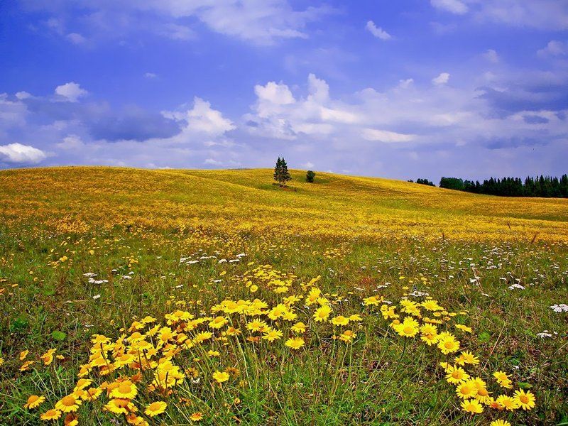 ромашки,пейзаж,небо,лето,удмуртия Пейзаж с желтыми ромашками фото превью
