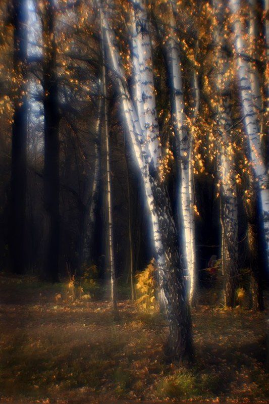 Осень по лесу гуляла.. И березкам украшала Косы золотом умело.. И о чем то тихо пела... фото превью