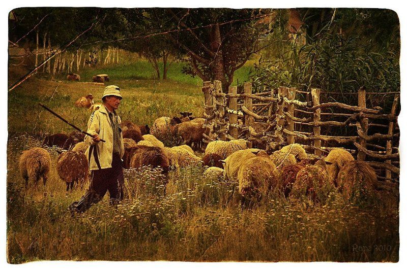 Овчарня. фото превью