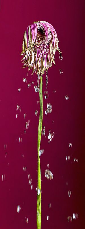 Последние слезы фото превью