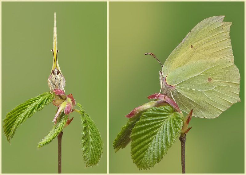 Лимонница (Gonepteryx rhamni ) фото превью