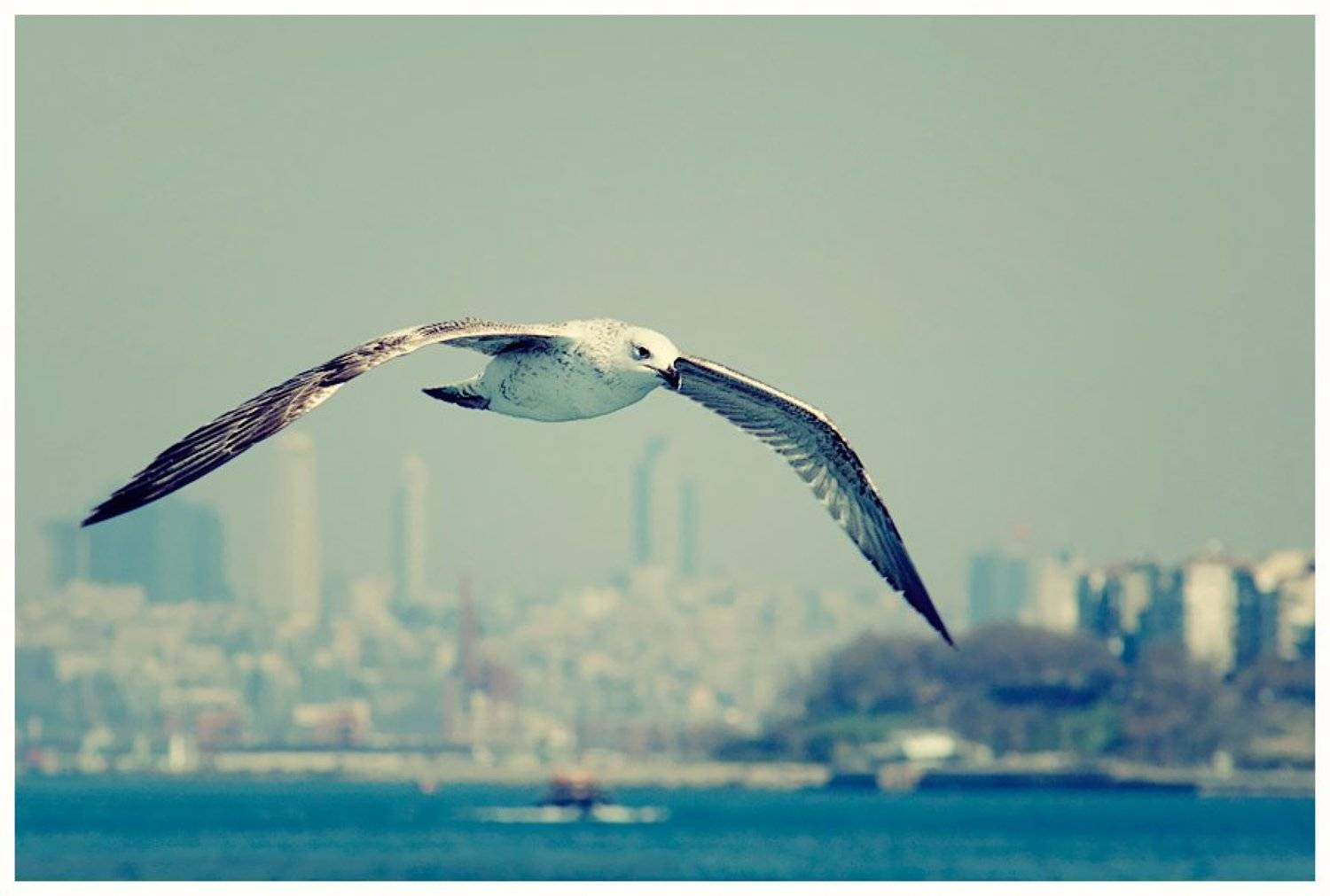 чайка, море, город, пейзаж, стамбул, Oleg Dmitriev