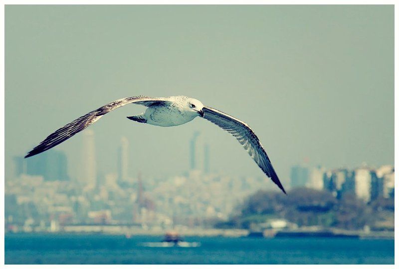 чайка, море, город, пейзаж, стамбул Не нужен мне берег турецкий... фото превью