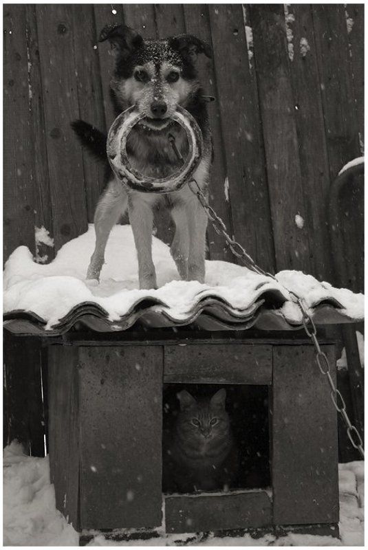 Соседи фото превью