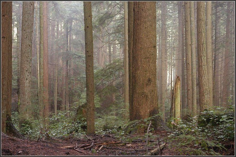 После дождя фото превью