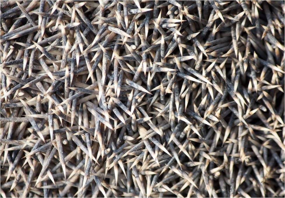 ёж, ёжик, КарОл