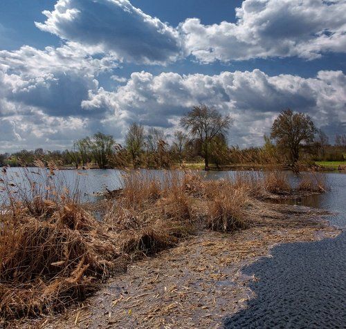 Шумит камыш