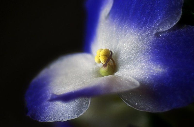 Лепестки фото превью