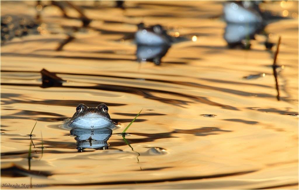 травяные, лягушки, весна, болото, закат, rana, temporaria, Надежда Муравьёва
