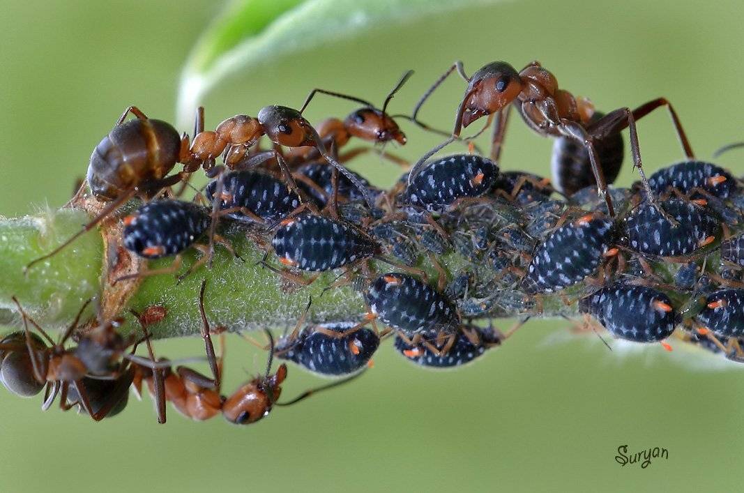 муравьи, тля, ветка, Олег Сурьянинов
