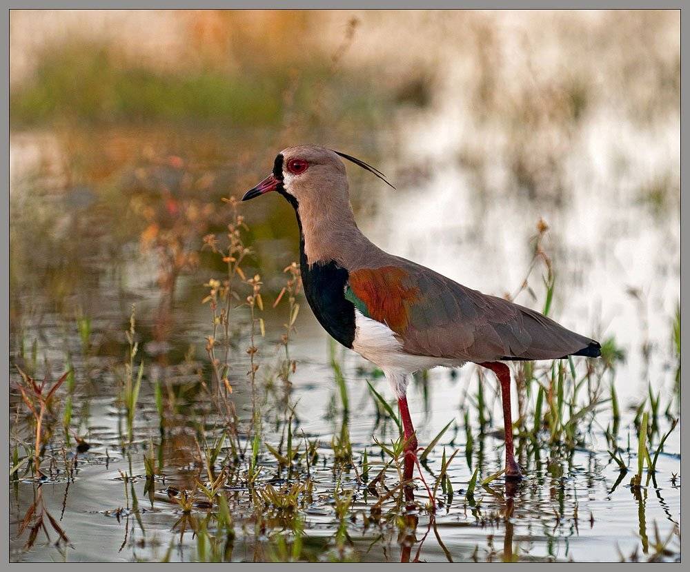 кайенский, кулик, VladimirD