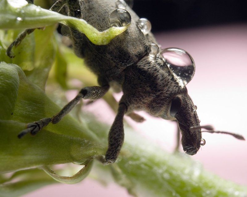 макро,довгоносик,природа,листик,кульбаба о0о фото превью