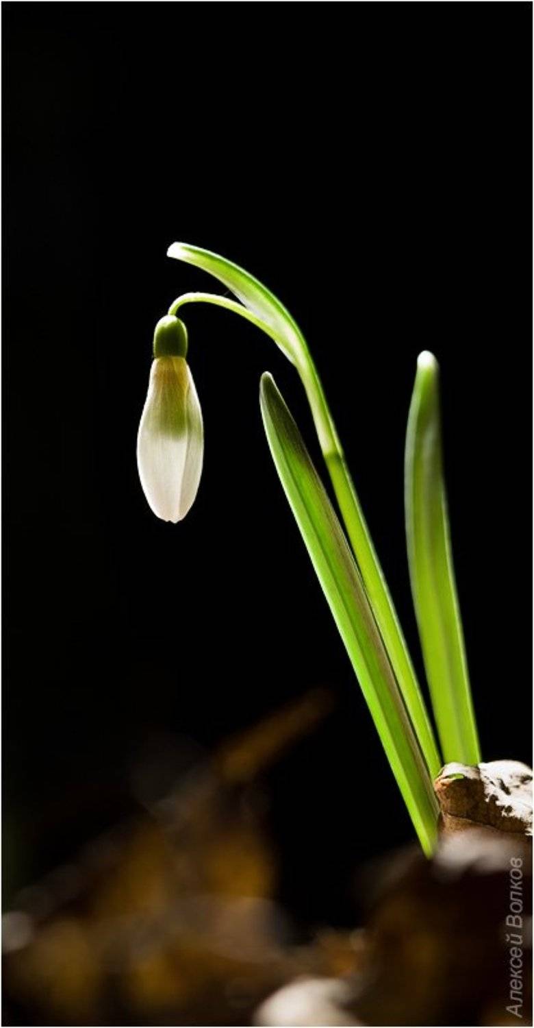 подснежник, цветок, ночь, макро, Amazon-san