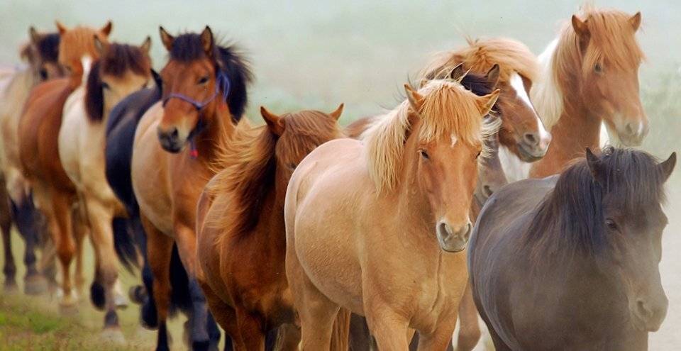 лошади, Ксения