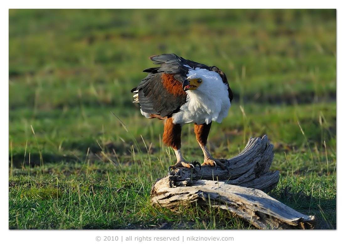 орлан крикун, птица, дикие животные, амбосели, Николай Зиновьев