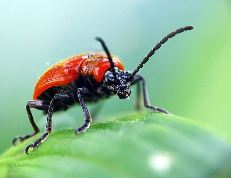 трещалка лилейная, lilioceris-lilii трещалка фото превью