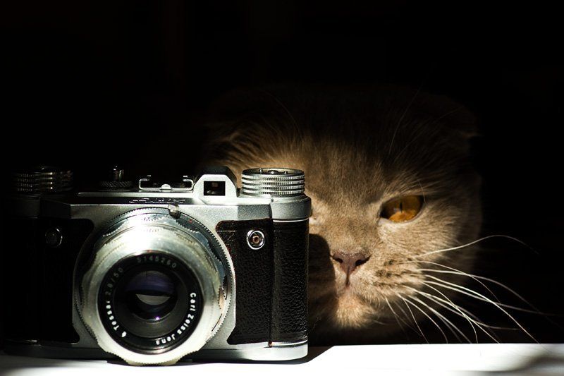 кот, altix Фотокот фото превью