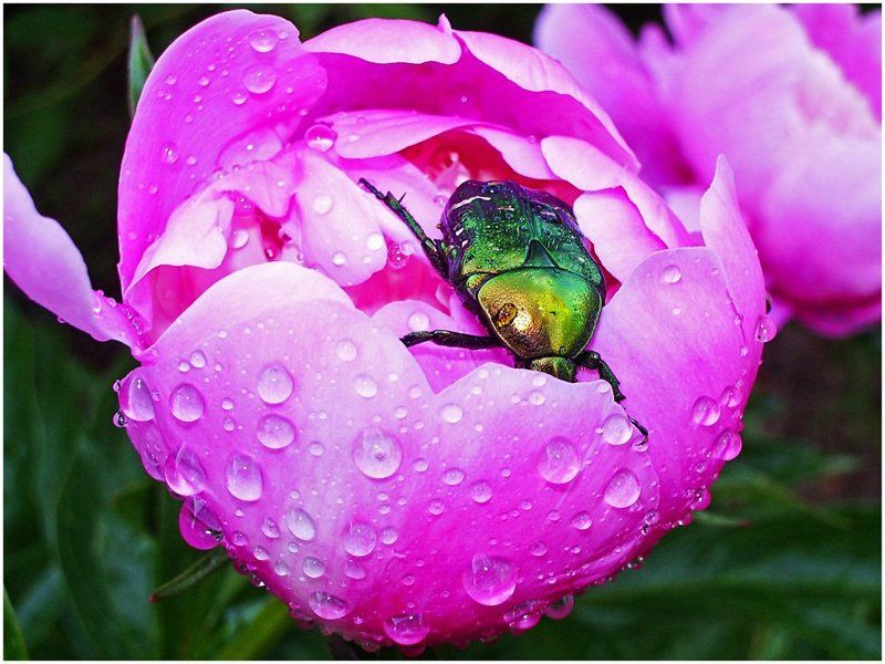 пион,роса,макро В гостях у пиона фото превью