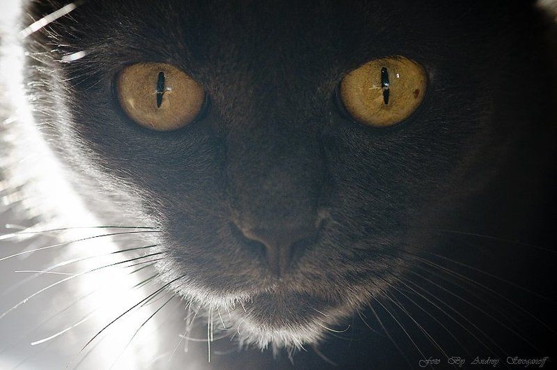 * * * фото превью