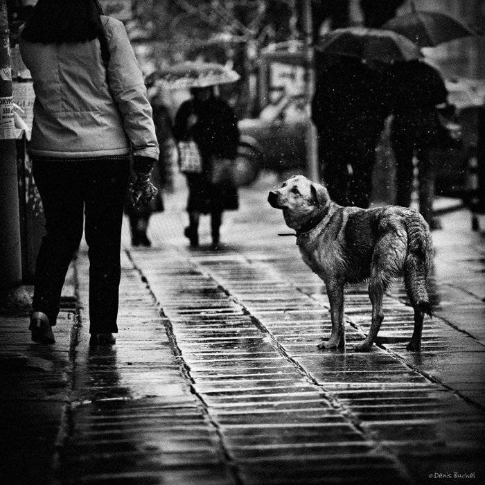 собака, Denis Buchel