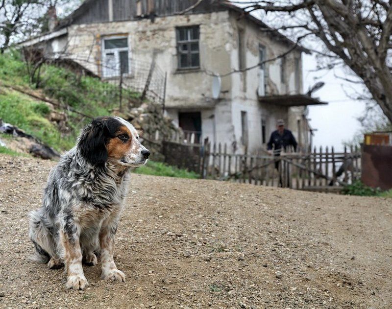 собако,друг,человеко дружище Бим. фото превью