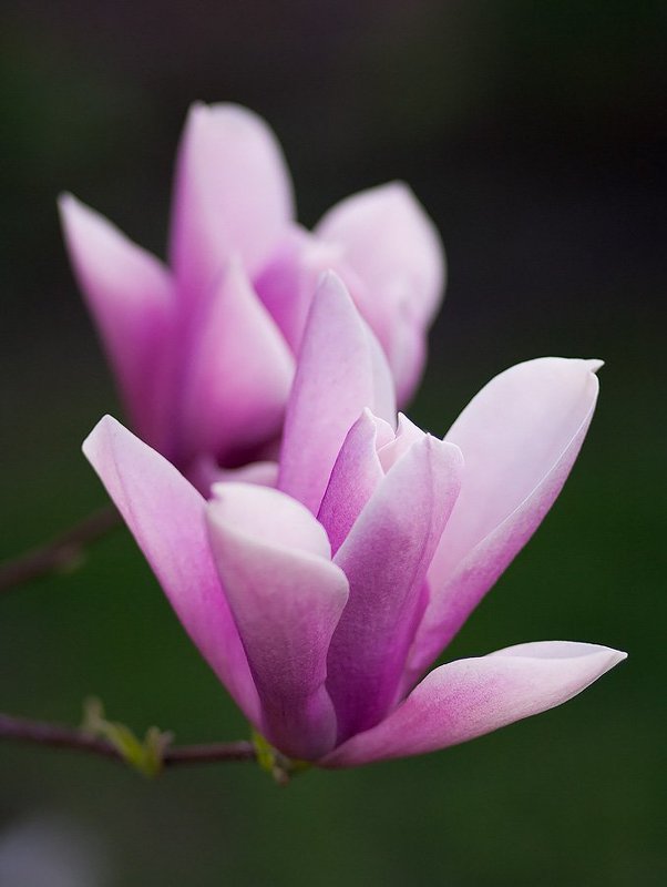 Нежность магнолии фото превью