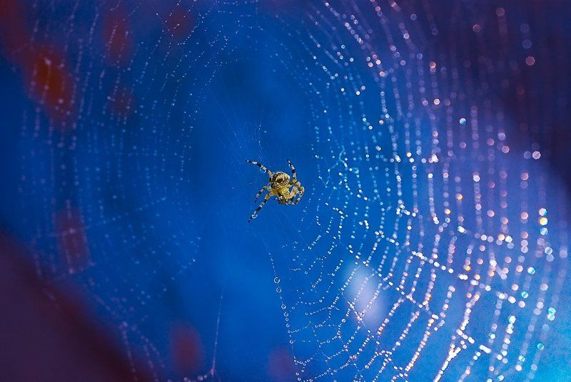 макро в стиле диско фото превью