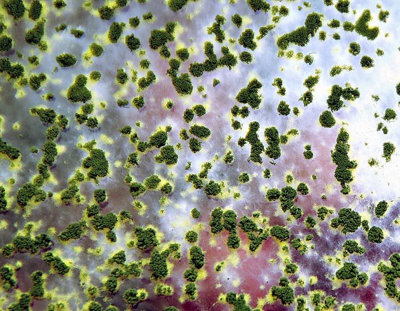 Из жизни плесени... фото превью