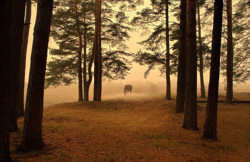Я ЗНАЮ, Я СЮДА ВЕРНУСЬ... фото превью