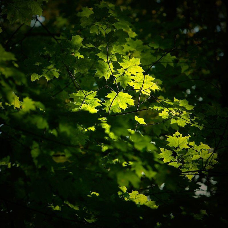 *** фото превью