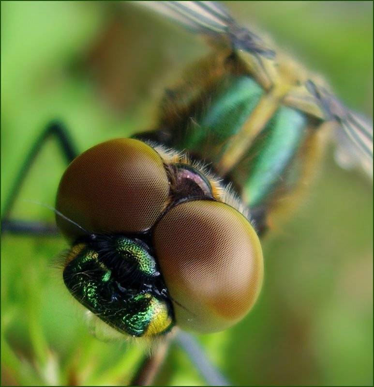 макро, стрекоза, глаза, гипноз, Ольга Хлуднева