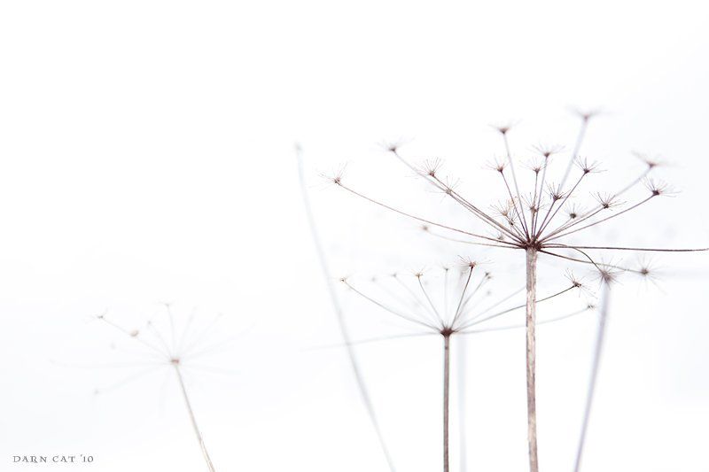 white, world, белый, мир, травка, веточки White фото превью