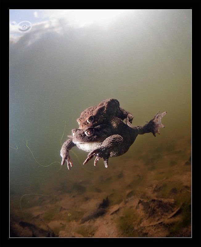 Амфибия фото превью