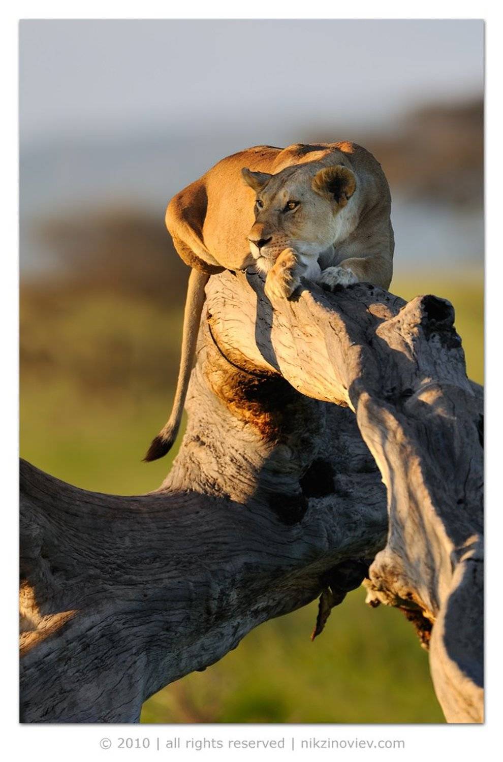 африка, лев, львица, животные, серенгети, танзания, Николай Зиновьев