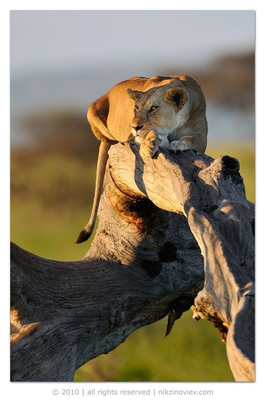 Кошечка