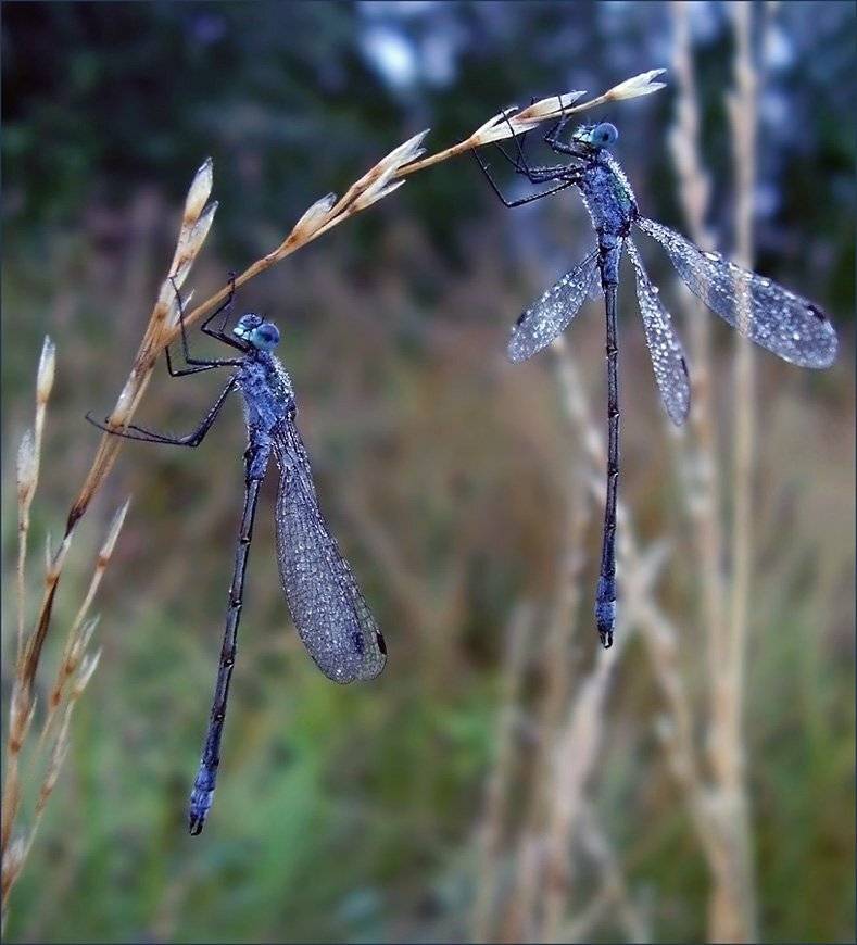 макро, стрекоза, утро, роса, Ольга Хлуднева