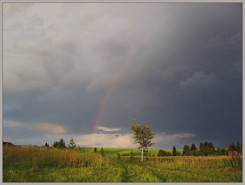лето,гроза,небо,пейзаж,тучи Пейзаж с березой после грозы фото превью