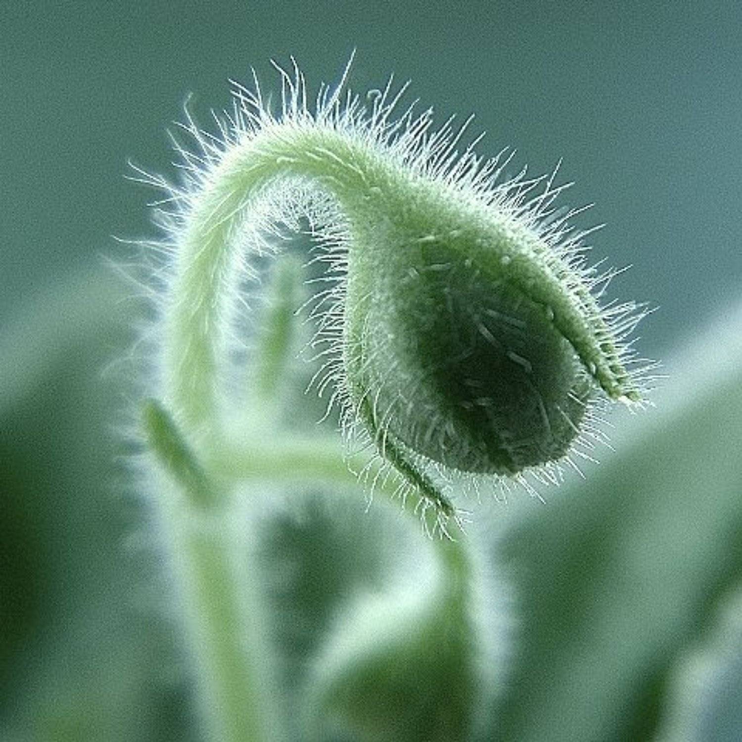 цветок, Кирсикка