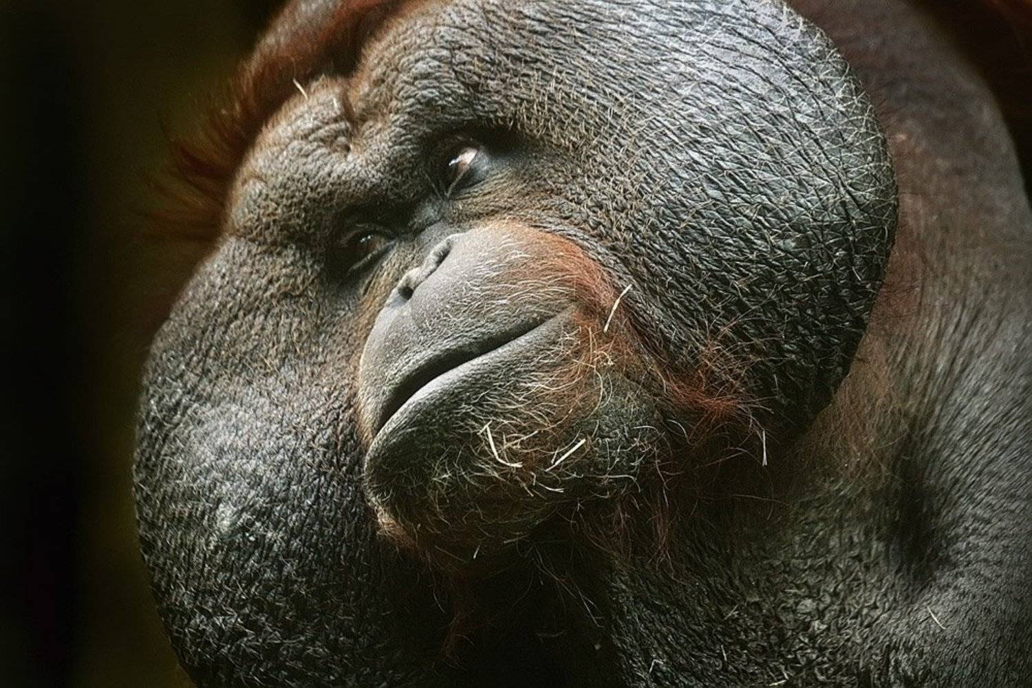 зоо, москва, обезьяна, nadyk