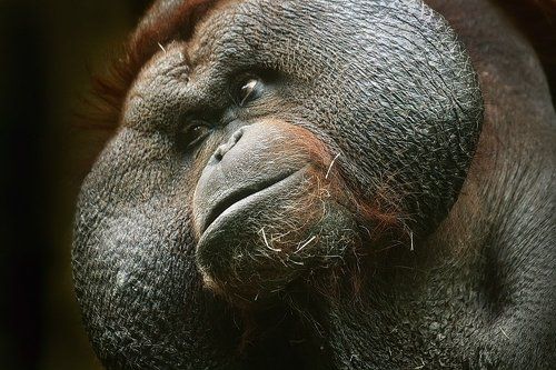 Гигант, силач, тяжеловес... Такой, что еле в кадр пролез..