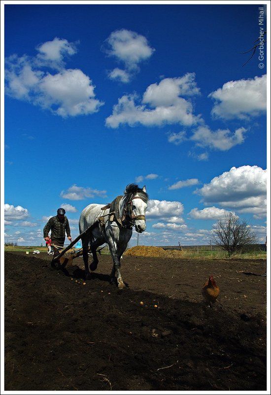 лошадь, картошка, пахарь, огород, весна На картошке фото превью