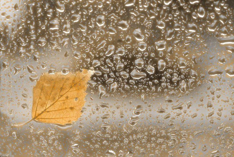 осень, листья, дождь, капли Время размышлять и тосковать фото превью