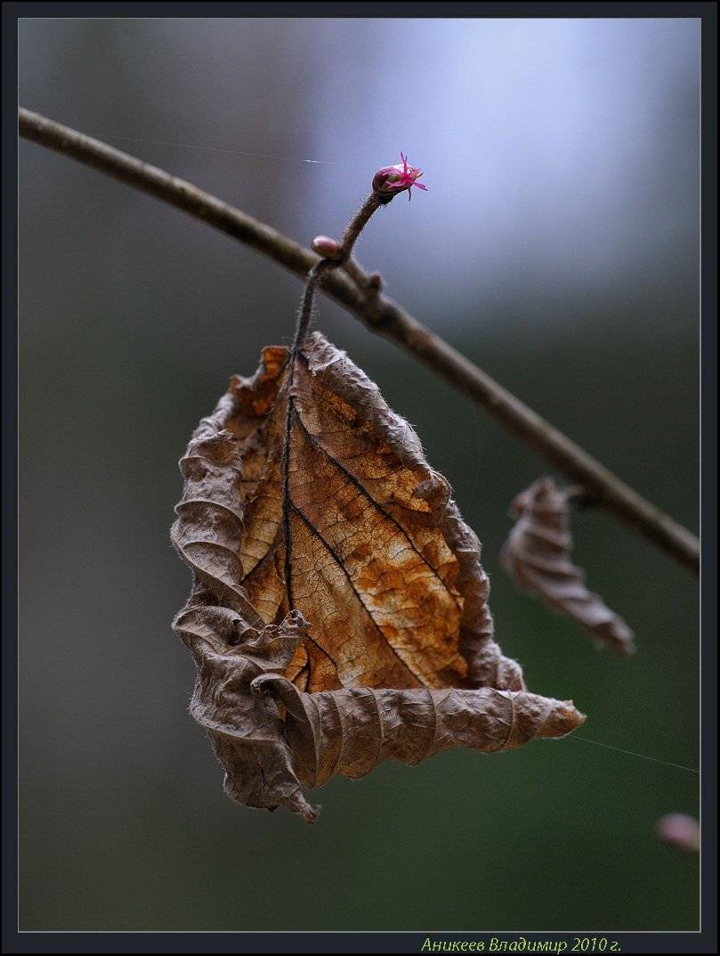 , Аникеев Владимир