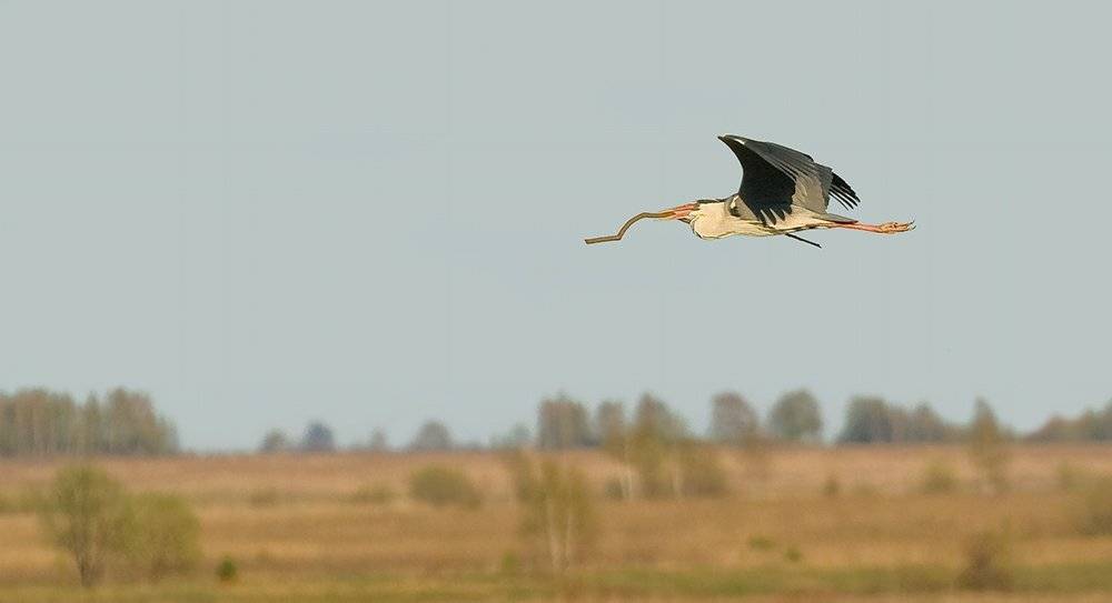 серая, цапля, Андрей Алексеев