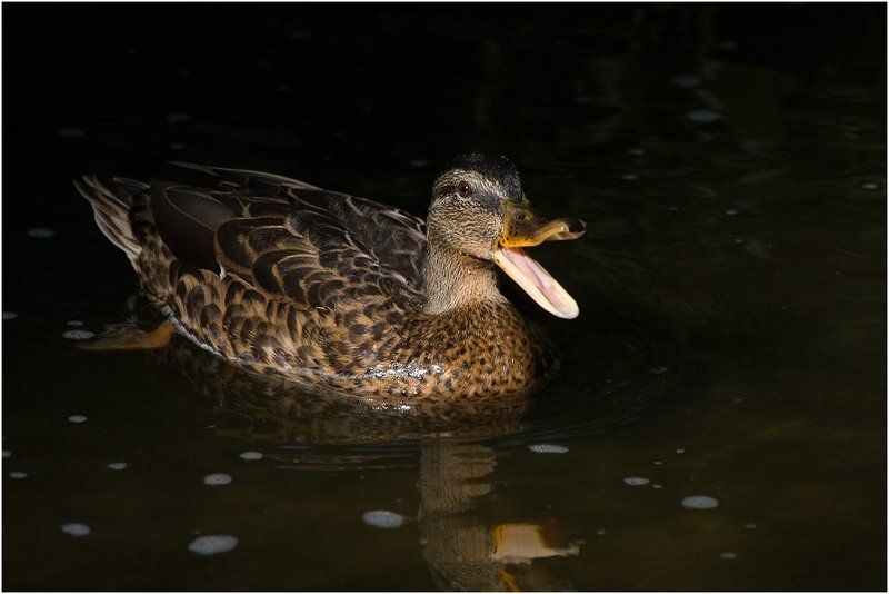 утка В общем \